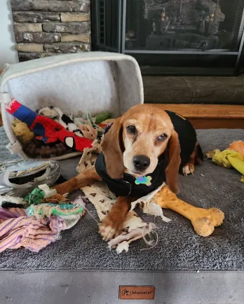 Beautiful Chaos Animal Sanctuary