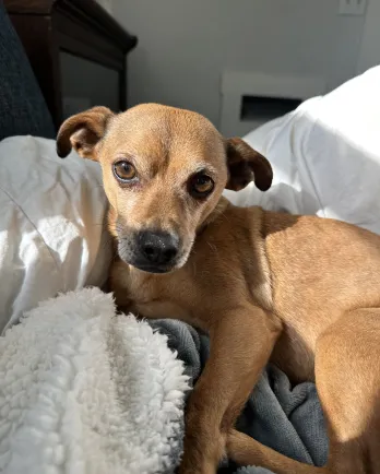 Fresno H.O.P.E. Animal Foundation