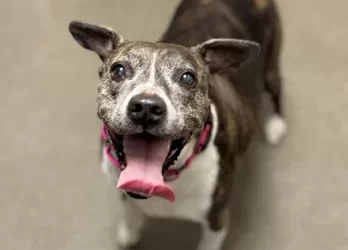 Butte Humane Society