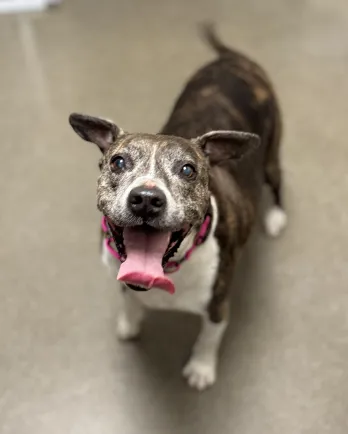 Butte Humane Society