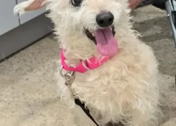 Golden Years Dog Sanctuary
