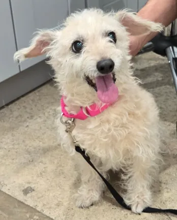 Golden Years Dog Sanctuary