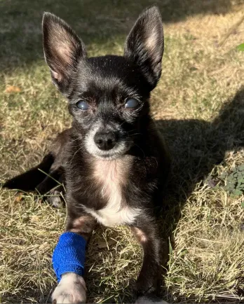 Footbridge Foundation