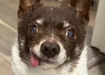 Georgie