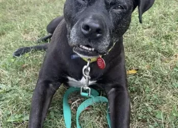 Kaia