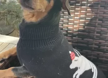 Snookie