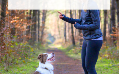 How American Sign Language Changed the Way I “Listen” to My Dogs