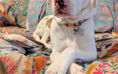 Is a Dog DNA Test Worthwhile? (And Discover Penny’s Breed Mix!)