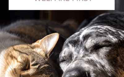 Animal welfare requires human welfare first