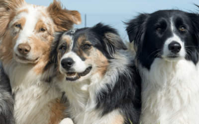 Can dogs have ADHD?