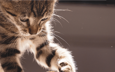 How to Keep Your Cat Entertained While You’re Busy (Without Losing Your Mind)