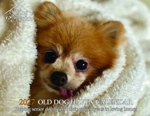 The Old Dog Haven 2027 Calendar is ready!!