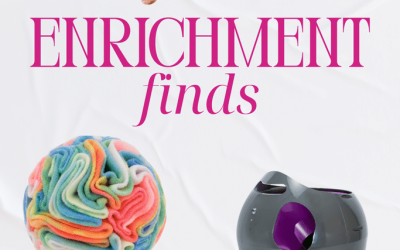 10 Enrichment Toys for Dogs and Cats